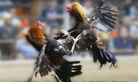 haringtalpakan com|Philippines: 24 arrested in connection with illegal online cockfighting.